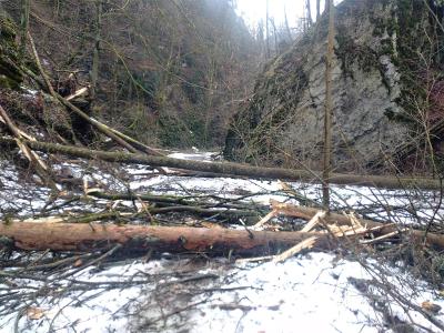 Spadané stromy v Suchém žlebu u Čertovy branky 28. 12. 2023