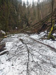 Spadané stromy v Suchém žlebu u Čertovy branky 28. 12. 2023