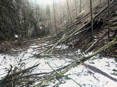 Spadané stromy v Suchém žlebu u Čertovy branky 28. 12. 2023