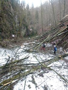 Spadané stromy v Suchém žlebu u Čertovy branky 28. 12. 2023